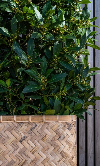 Bamboe bloempotten el suelo