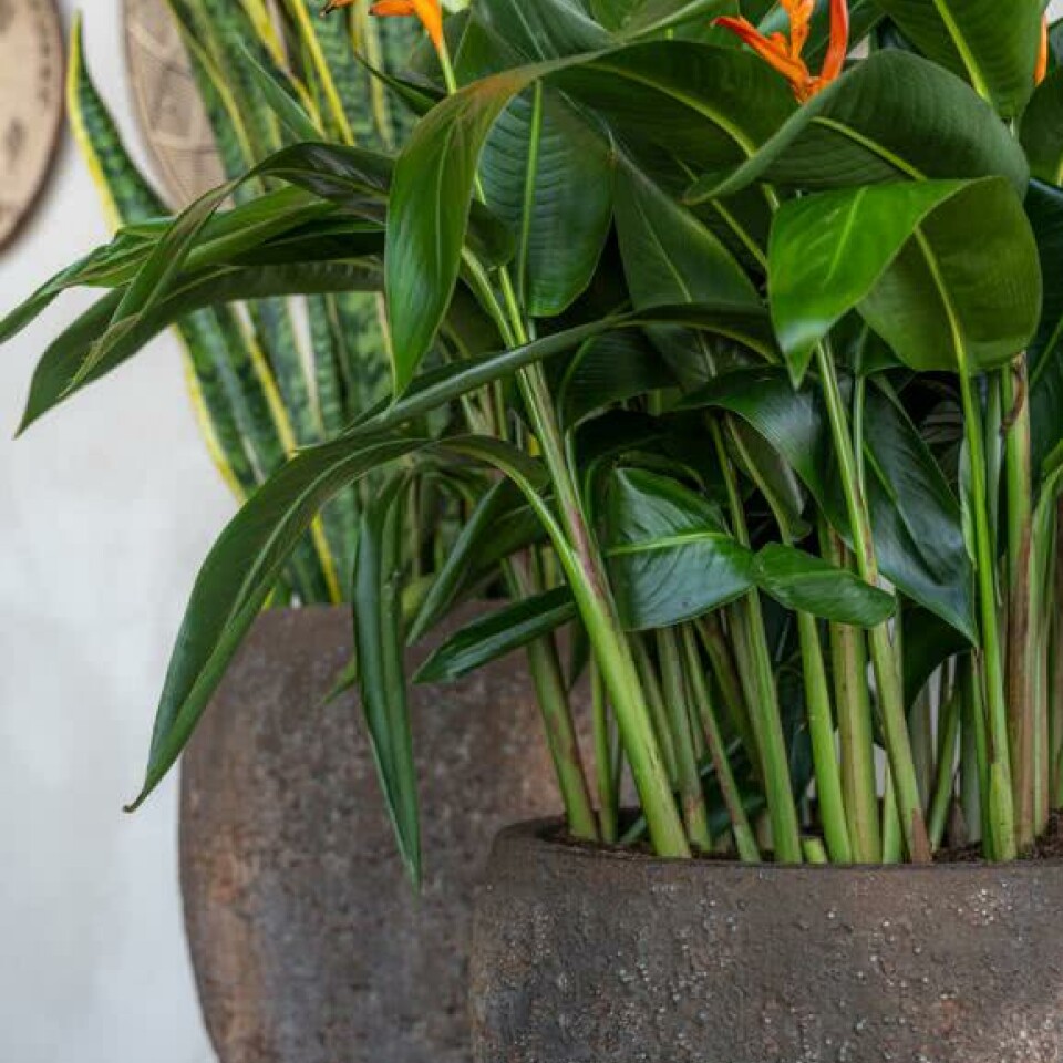 Belon, Imperial Brown